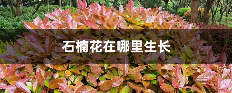 石楠花在哪里生长 石楠花在哪里生长
