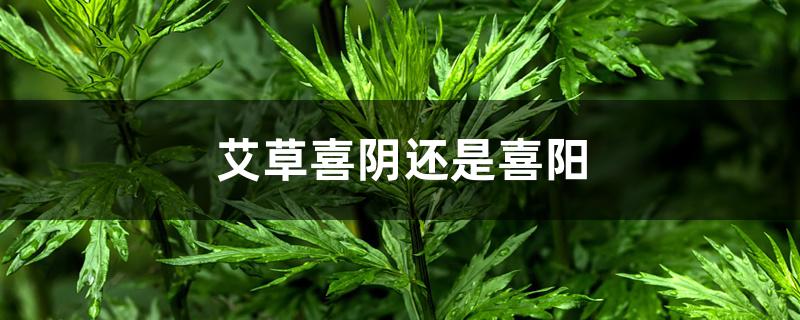艾草喜阴还是喜阳 艾草喜阴还是喜阳