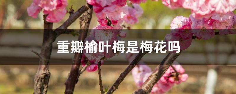 重瓣榆叶梅是梅花吗 重瓣榆叶梅是梅花吗