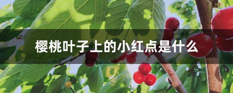 樱桃叶子上的小红点是什么 樱桃叶子上的小红点是什么