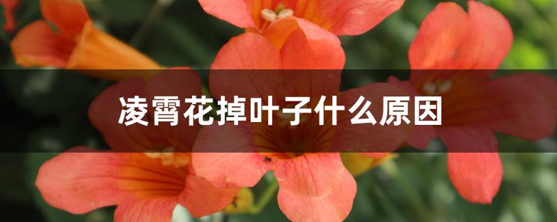 凌霄花掉叶子什么原因 凌霄花掉叶子什么原因