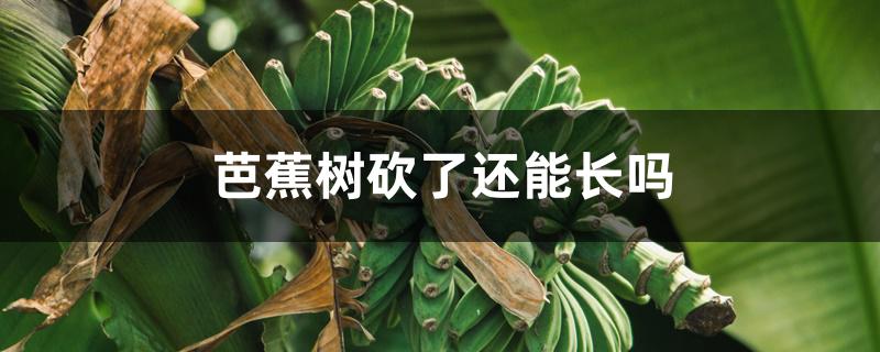 芭蕉树砍了还能长吗 芭蕉树砍了还能长吗