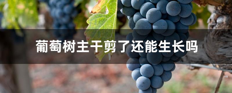葡萄树主干剪了还能生长吗