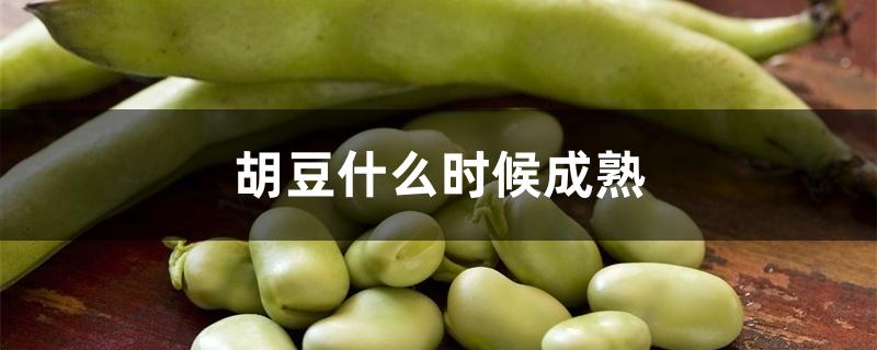 胡豆什么时候成熟 胡豆什么时候成熟