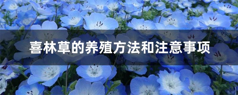 喜林草的养殖方法和注意事项 喜林草的养殖方法和注意事项
