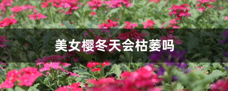 美女樱冬天会枯萎吗 美女樱冬天会枯萎吗
