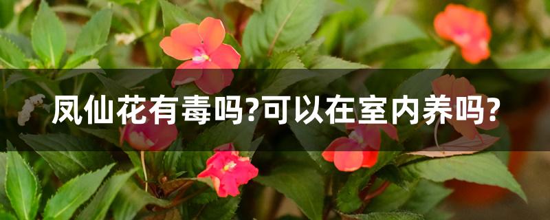 凤仙花有毒吗?可以在室内养吗? 凤仙花有毒吗?可以在室内养吗?