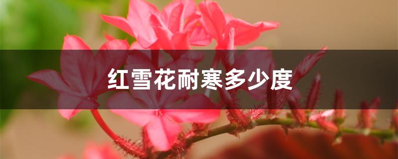 红雪花耐寒多少度 红雪花耐寒多少度