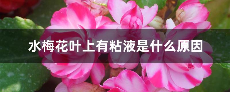 水梅花叶上有粘液是什么原因 水梅花叶上有粘液是什么原因