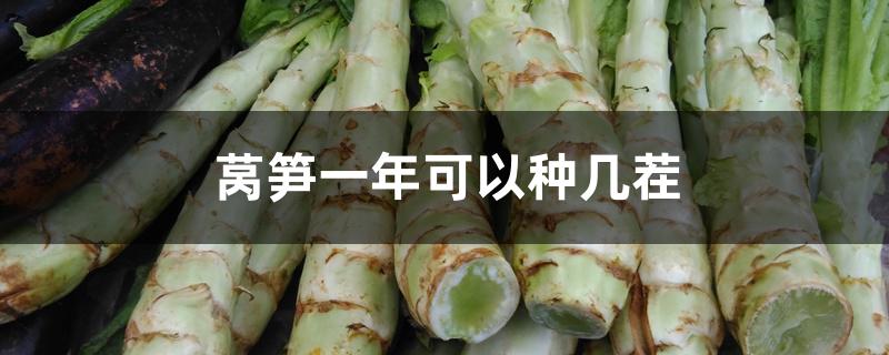 莴笋一年可以种几茬 莴笋一年可以种几茬