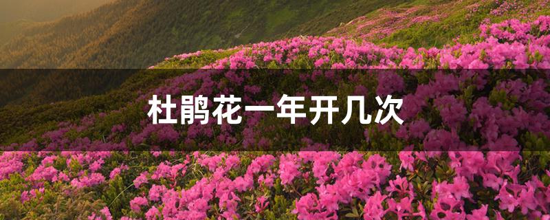 杜鹃花一年开几次 杜鹃花一年开几次