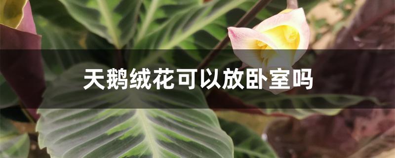 天鹅绒花可以放卧室吗