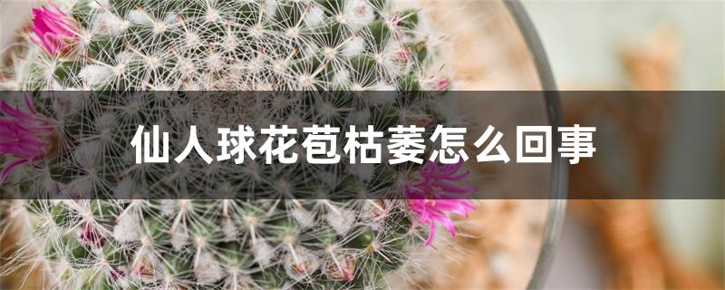 仙人球花苞枯萎怎么回事 仙人球花苞枯萎怎么回事