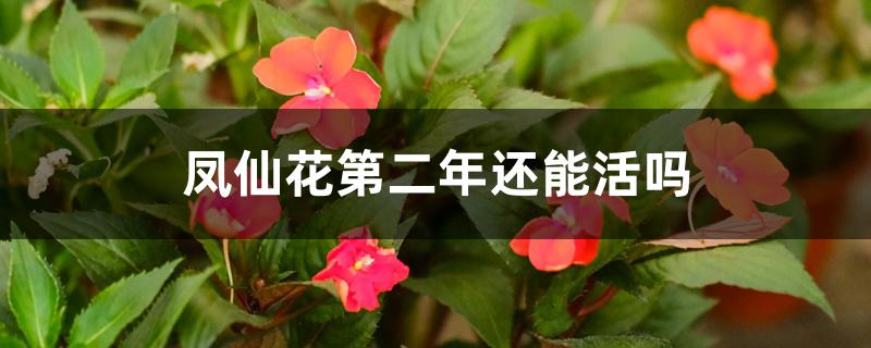 凤仙花第二年还能活吗 凤仙花第二年还能活吗