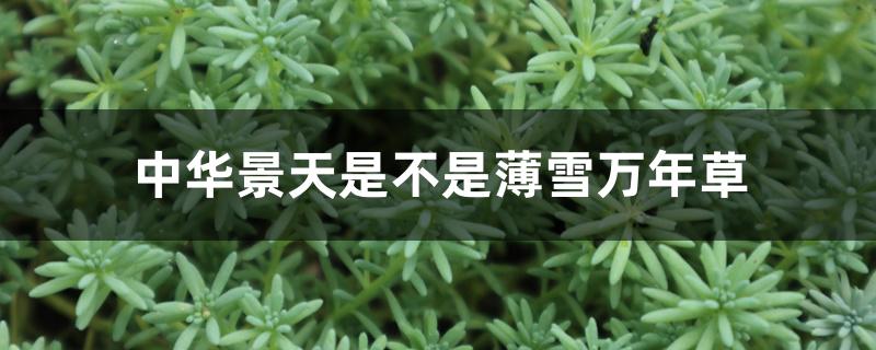 中华景天是不是薄雪万年草 中华景天是不是薄雪万年草