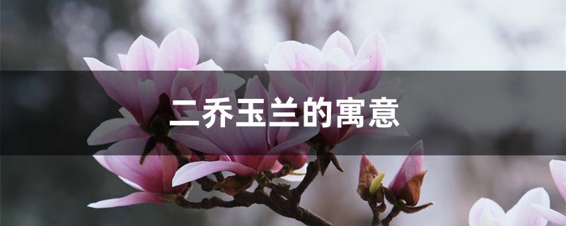 二乔玉兰的寓意 二乔玉兰的寓意