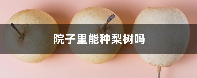 院子里能种梨树吗 院子里能种梨树吗