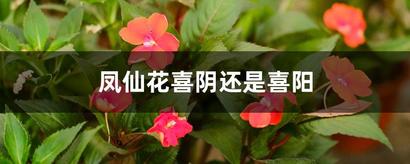 凤仙花喜阴还是喜阳 凤仙花喜阴还是喜阳
