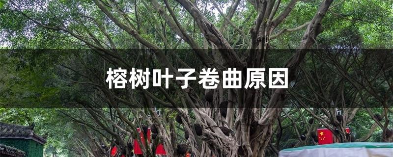 榕树叶子卷曲原因 榕树叶子卷曲原因