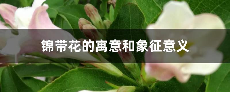 锦带花的寓意和象征意义 锦带花的寓意和象征意义