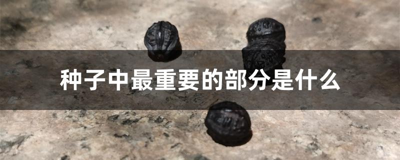 种子中最重要的部分是什么 种子中最重要的部分是什么