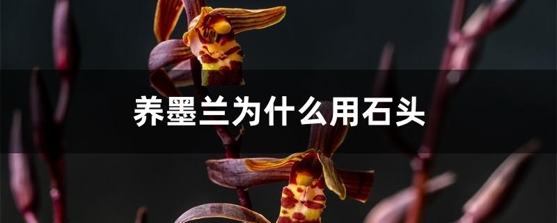 养墨兰为什么用石头