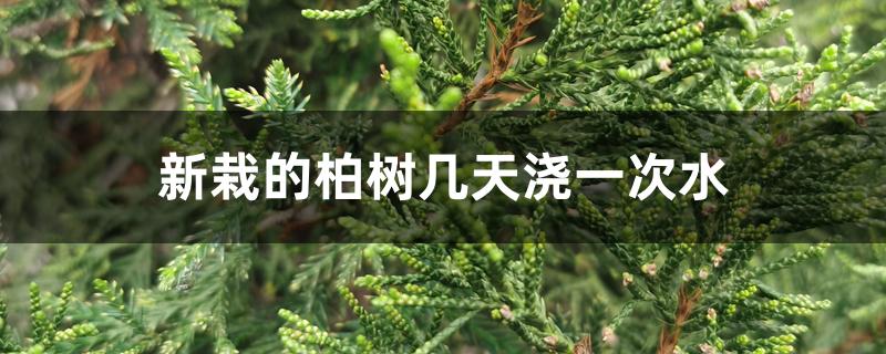 新栽的柏树几天浇一次水