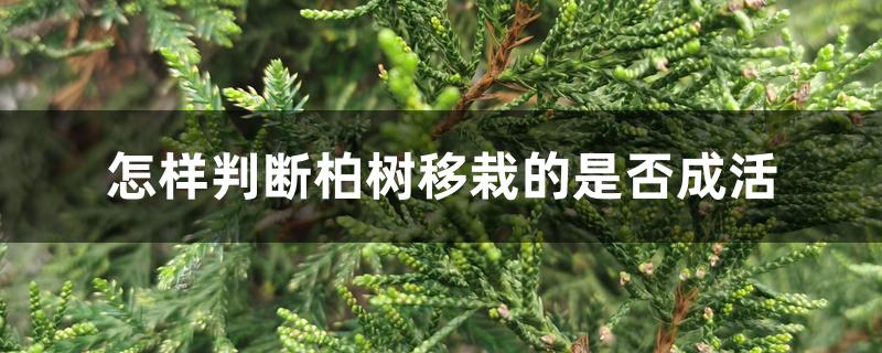 怎样判断柏树移栽的是否成活 怎样判断柏树移栽的是否成活