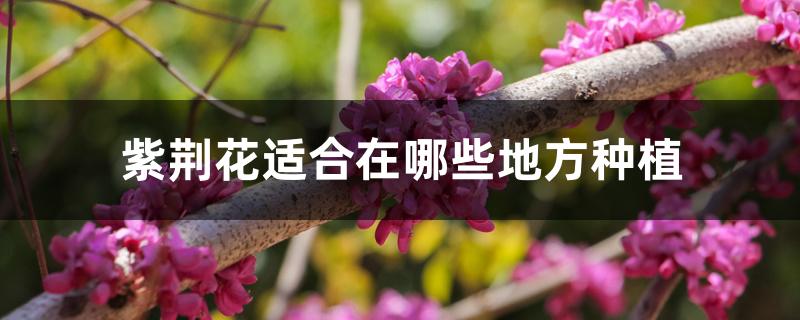 紫荆花适合在哪些地方种植 紫荆花适合在哪些地方种植