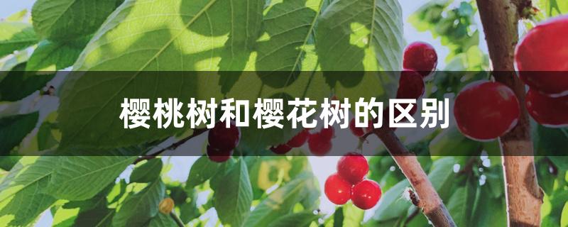 樱桃树和樱花树的区别 樱桃树和樱花树的区别