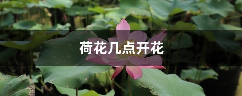 荷花几点开花 荷花几点开花