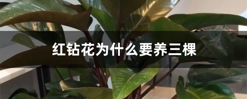 红钻花为什么要养三棵 红钻花为什么要养三棵