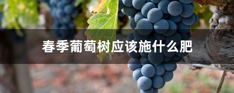 春季葡萄树应该施什么肥 春季葡萄树应该施什么肥
