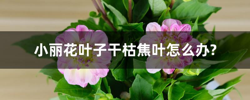 小丽花叶子干枯焦叶怎么办? 小丽花叶子干枯焦叶怎么办?