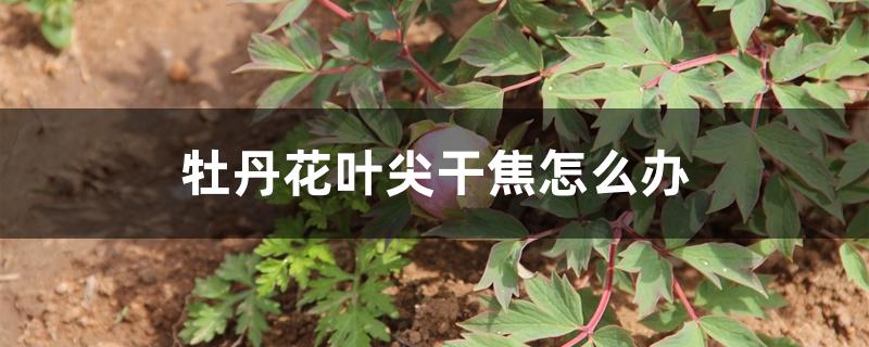 牡丹花叶尖干焦怎么办 牡丹花叶尖干焦怎么办