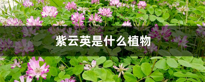 紫云英是什么植物 紫云英是什么植物