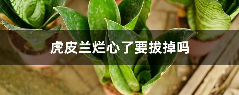 虎皮兰烂心了要拔掉吗 虎皮兰烂心了要拔掉吗