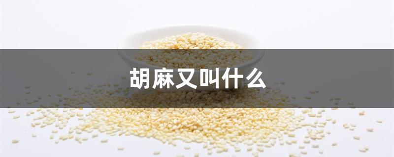 胡麻又叫什么 胡麻又叫什么