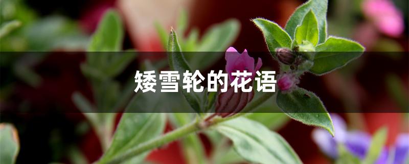 矮雪轮的花语