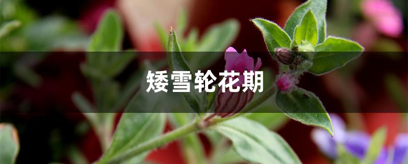 矮雪轮花期 矮雪轮花期