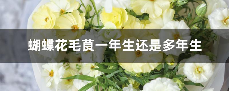 蝴蝶花毛茛一年生还是多年生 蝴蝶花毛茛一年生还是多年生