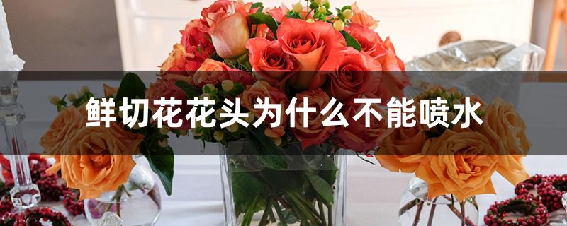 鲜切花花头为什么不能喷水 鲜切花花头为什么不能喷水