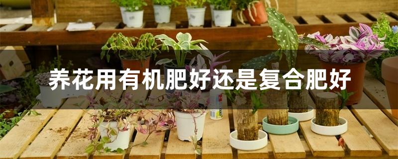 养花用有机肥好还是复合肥好 养花用有机肥好还是复合肥好