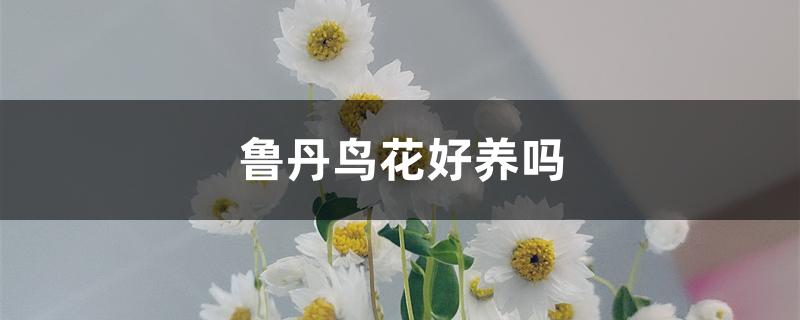 鲁丹鸟花好养吗 鲁丹鸟花好养吗