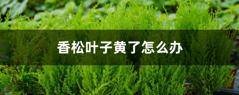 香松叶子黄了怎么办 香松叶子黄了怎么办