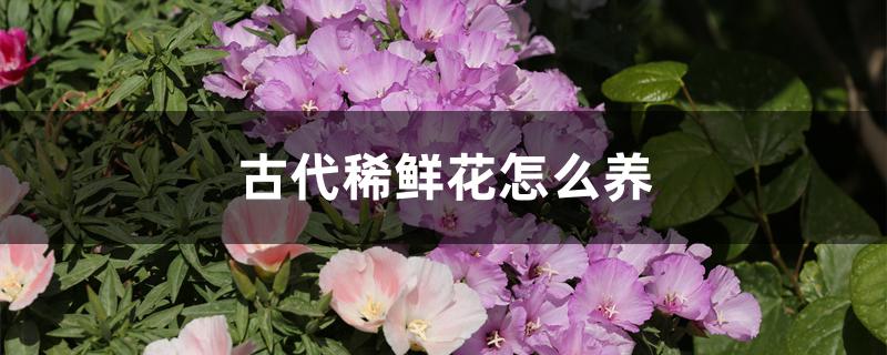 古代稀鲜花怎么养 古代稀鲜花怎么养