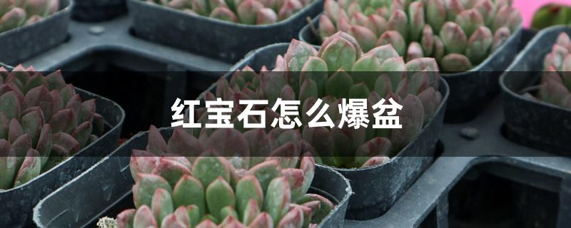 红宝石怎么爆盆 红宝石怎么爆盆