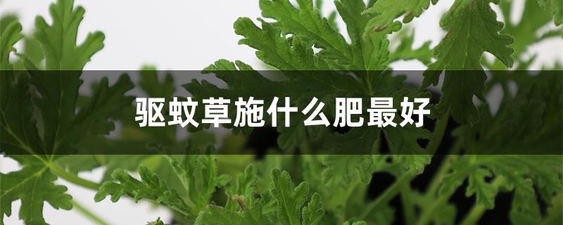 驱蚊草施什么肥最好 驱蚊草施什么肥最好