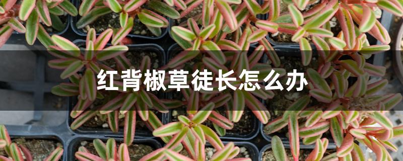 红背椒草徒长怎么办 红背椒草徒长怎么办