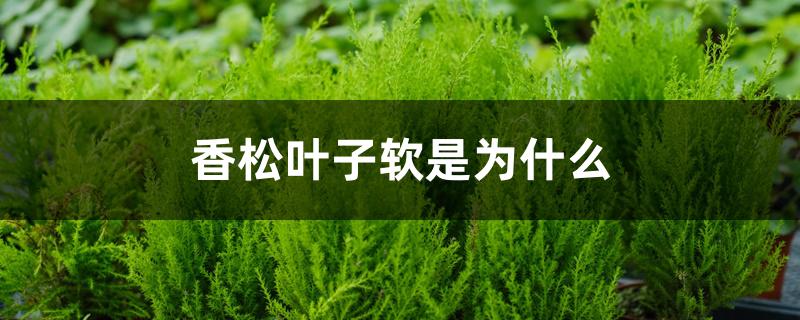 香松叶子软是为什么 香松叶子软是为什么